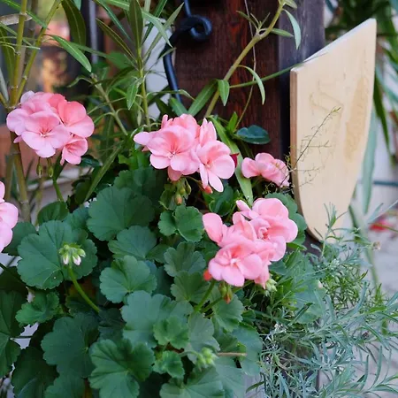 아파트 Ferienwohnung Lavendel *